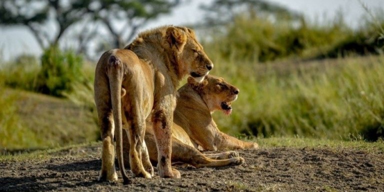 7 DAYS TANZANIA SAFARI | MEILLEUR TOURS