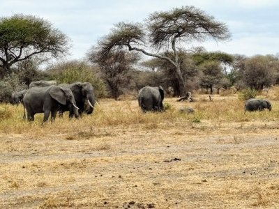 7 DAYS TANZANIA SAFARI | MEILLEUR TOURS