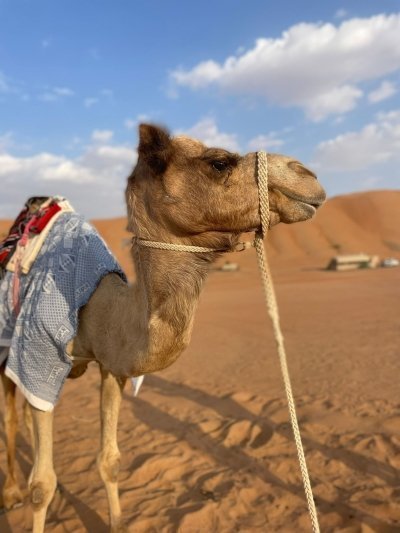 Wahiba Sands and Traditional Bedouin Lunch