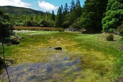 Hiking Terceira Island - Half-Day Tour to the Misterios Negros