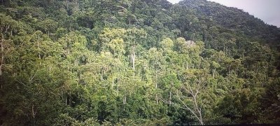 1-Day Bwindi Impenetrable Forrest Gorilla Trek Safari