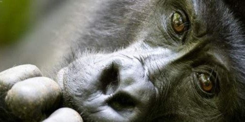 1-Day Bwindi Impenetrable Forrest Gorilla Trek Safari