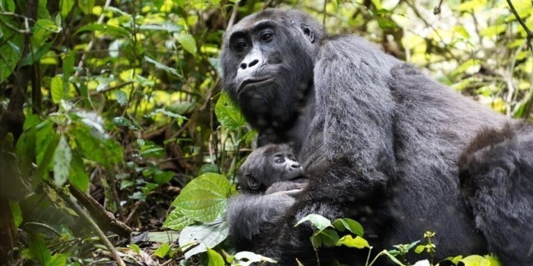 Chimps, Gorillas and Golden Monkeys in Uganda