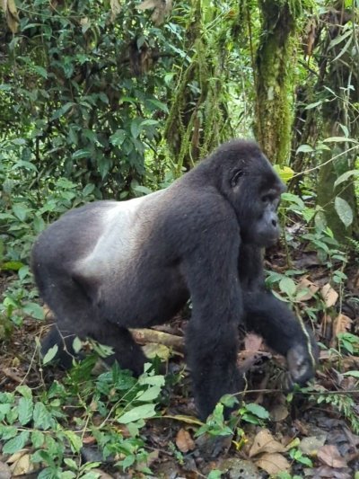 Chimps, Gorillas and Golden Monkeys in Uganda