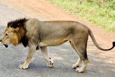 Day tour -Nairobi national park, Elephant orphanage and giraffe center