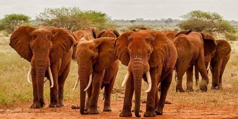 Red Elephant Safari