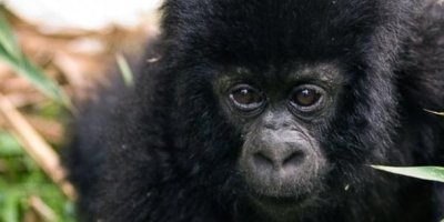 3-Day Bwindi Impenetrable National Park Gorilla Trekking Activity