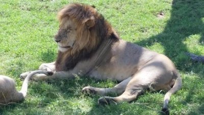 Kenya Adventure Safari - 6 Days