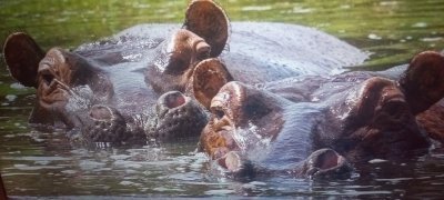 2-Day Wildlife Safari in Murchison Falls National Park