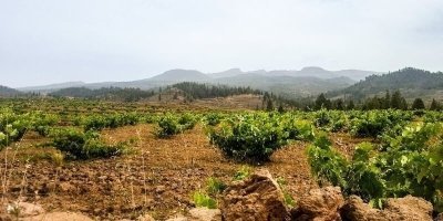 Wine, Food Tours & Tasting