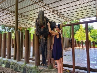 Kuala Gandah Elephant Sanctuary Tour - (SIC - Join In Tour)
