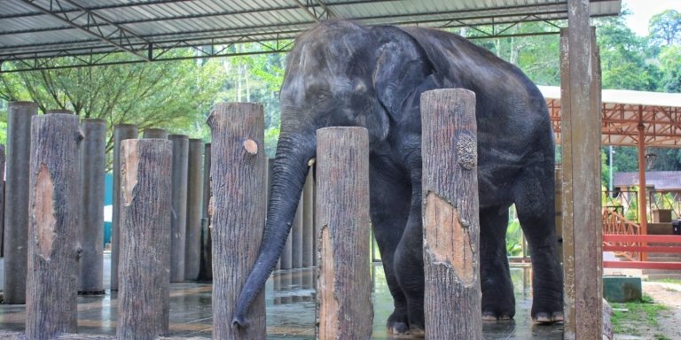 Kuala Gandah Elephant Sanctuary and Aboriginal Settlement Tour (SIC)