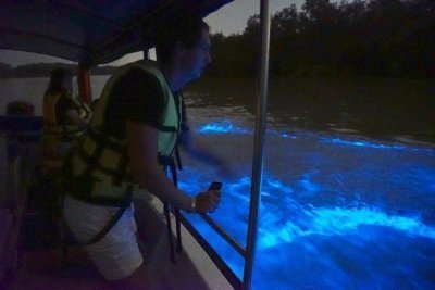 Kuala Selangor Fireflies and Blue Tears Tour with Dinner (SIC)