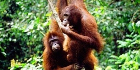 Bukit Merah Orang Utan DAY Tour (SIC - Join In Tour)