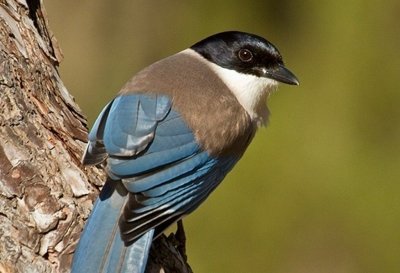 WESTERN DOÑANA the birding & walking tour of Doñana
