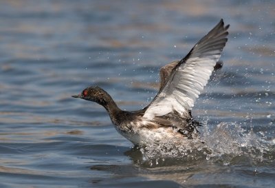 ODIEL MARSHES BIOSPHERE RESERVE