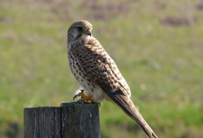 THE COUNTRYSIDE the birding tour of Huelva’s farmland