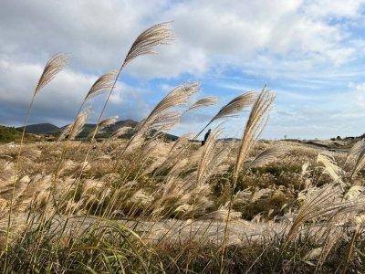 Jeju island: Jeju Cruise Excursion