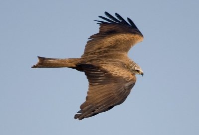 ANDEVALO AREA & SIERRA PELADA