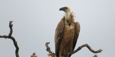 ANDEVALO AREA & SIERRA PELADA