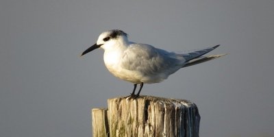 The marshy tour of Isla Cristina & Ayamonte