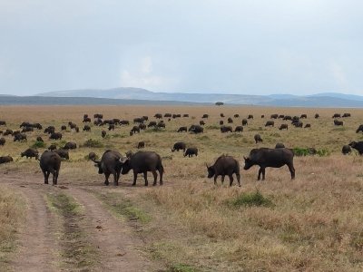 3 days masai mara finest