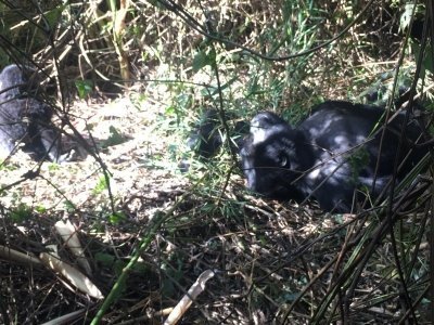 8-Days Uganda Luxury and Big Five Wildlife Safari