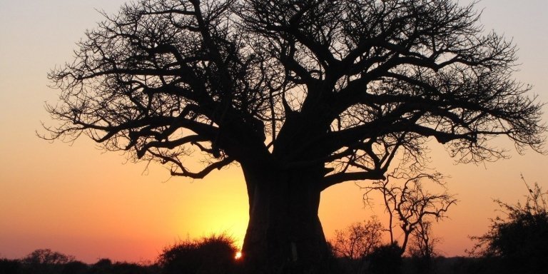 Home of The Baobab