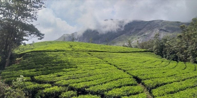 A Day in Munnar: Nature, Culture, and Local Flavor
