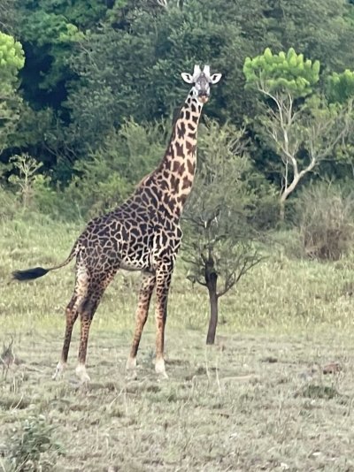 SERENGETI NATIONAL PARK FULL DAY.