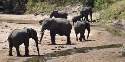 SERENGETI NATIONAL PARK FULL DAY.