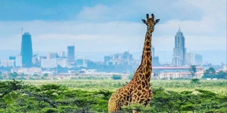 Nairobi National Park Group Safari Excursion