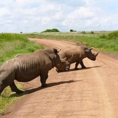 Nairobi National Park Group Safari Excursion