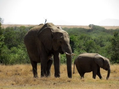 Ol Pejeta Day Trip into the Wild