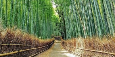 Bamboo Village & Cycling Tour in Wayanad