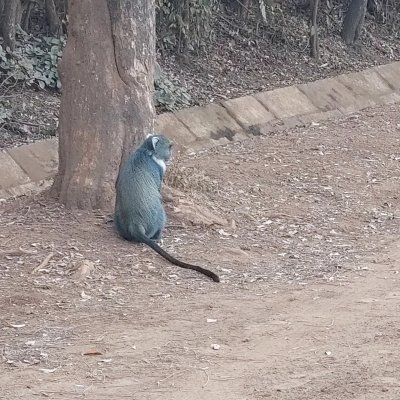 Private Day Tour of Kiambethu Tea Farm