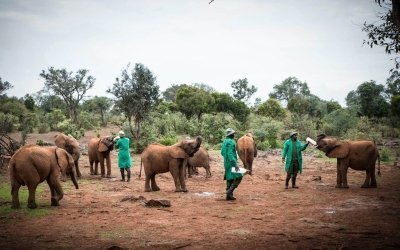 David Sheldrick Elephant Sanctuary Tour