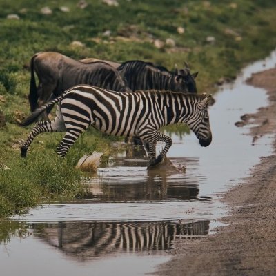 4Days Tarangire, Serengeti N. park & Ngorongoro crater Group Join Tour