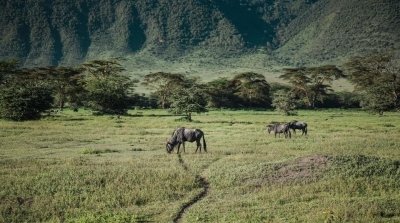 6 DAYS  TARANGIRE , SERENGETI, NGORONGORO CRATER AND LAKE MANYARA