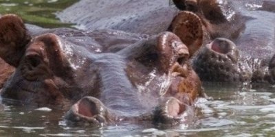 2-Day Queen Elizabeth National Park Uganda Safari