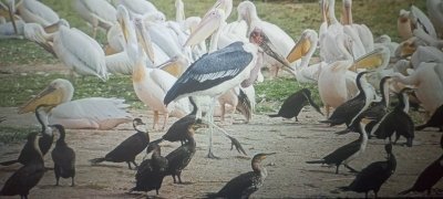 2-Day Queen Elizabeth National Park Uganda Safari