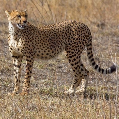 5 DAYS  TARANGIRE , SERENGETI  AND NGORONGORO CRATER