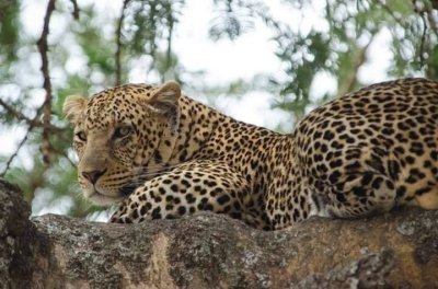 4 DAYS SAFARI SERENGETI NATIONAL PARK  AND NGORONGORO CRATER
