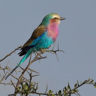 3 DAYS TOUR PROGRAM SERENGETI NATIONAL PARK