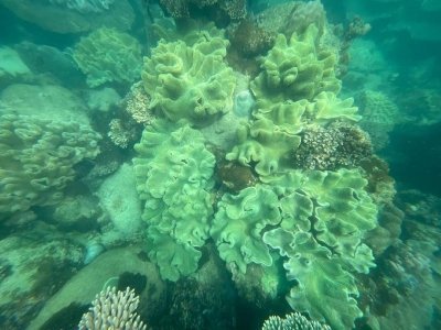 Explore Coral Park with Phu Quoc Seawalker Underwater Tour