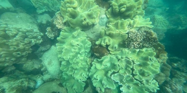 Phu Quoc VIP Seawalker Tour Coral Park Marine Life Adventure