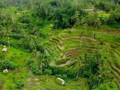 Bali River Rafting and Ubud Tour Packages