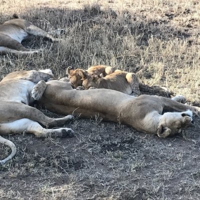 3 DAYS  LAKE MANYARA | NGORONGORO CRATER AND TARANGIRE NATIONAL PARK