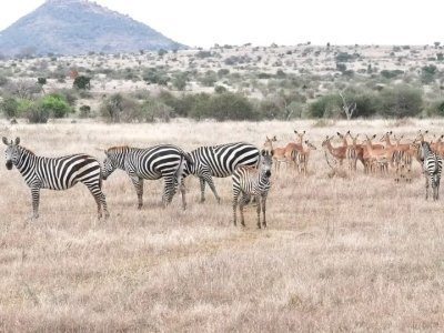 Tsavo East National Park Day Trip From Nairobi