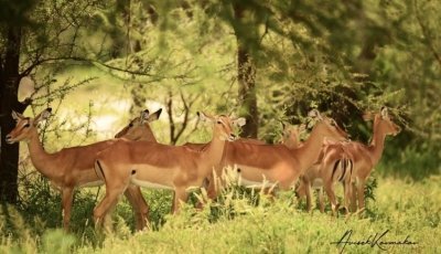 7 DAYS SAFARI NGORONGORO,TARANGIRE ,SERENGETI ,LAKE EYASI &LAKE NATRON